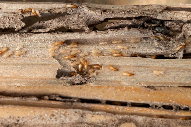 Best Pest Control Treatment  in Cumberland Hill, RI